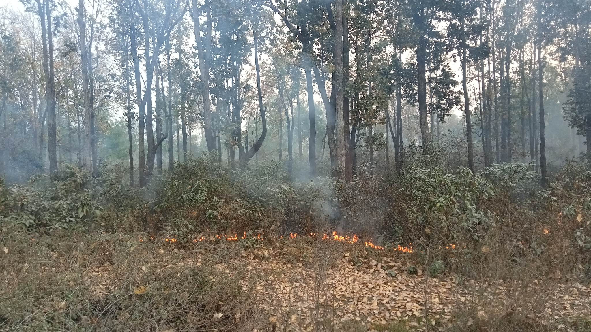 डढेलो नियन्त्रणका लागि चितवनमा उच्च सतर्कता